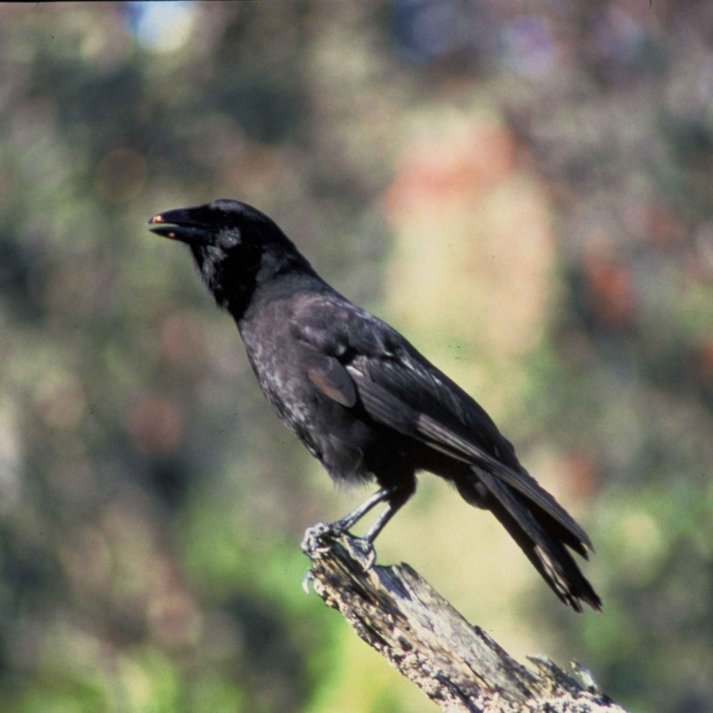 Five Alala (hawaiian Crow) Released Into The Wild 