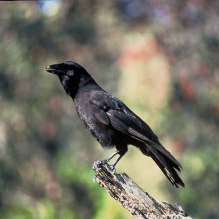 Five Alala (Hawaiian Crow) Released into the Wild | Explore Maui Nature